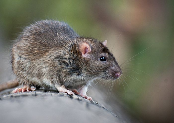 Ratten Ratten