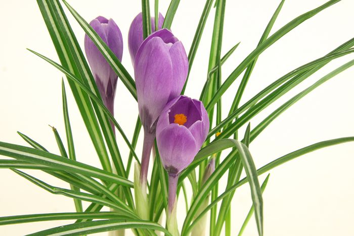 Krokus Krokus