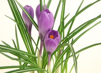 Krokus
