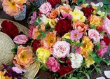 Rosenpotpourri