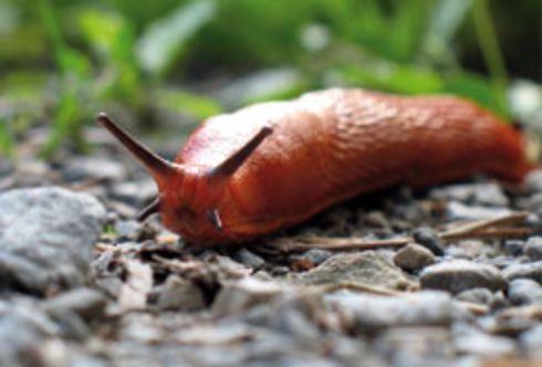 Nacktschnecken!