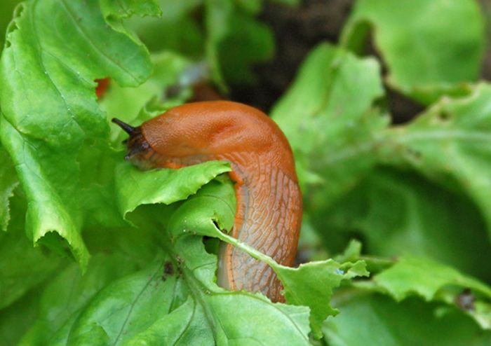 Schnecken Schnecken