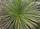 Mexiko – Heimat von Yucca und Dipladenie