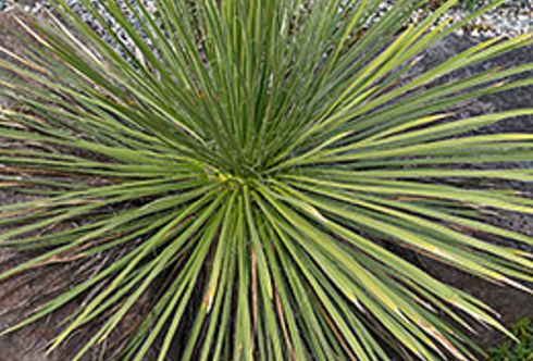 Mexiko – Heimat von Yucca und Dipladenie