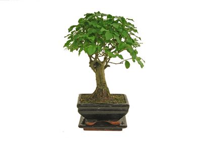 Indoor-Bonsai