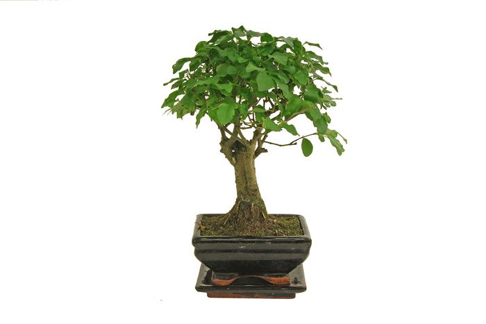 Indoor-Bonsai Indoor-Bonsai
