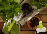 Urban Gardening: kleine Flächen, große Freude