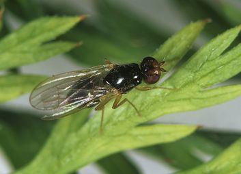 Maden von Gemüsefliegen