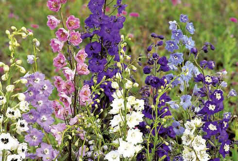 Ein tolles Team: Sommerblumen und Prachtstauden