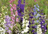 Ein tolles Team: Sommerblumen und Prachtstauden