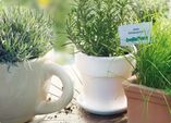 Anlegen einer Kräuterspirale/-garten