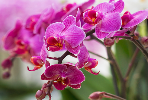 Orchidee: Die Blumenkönigin