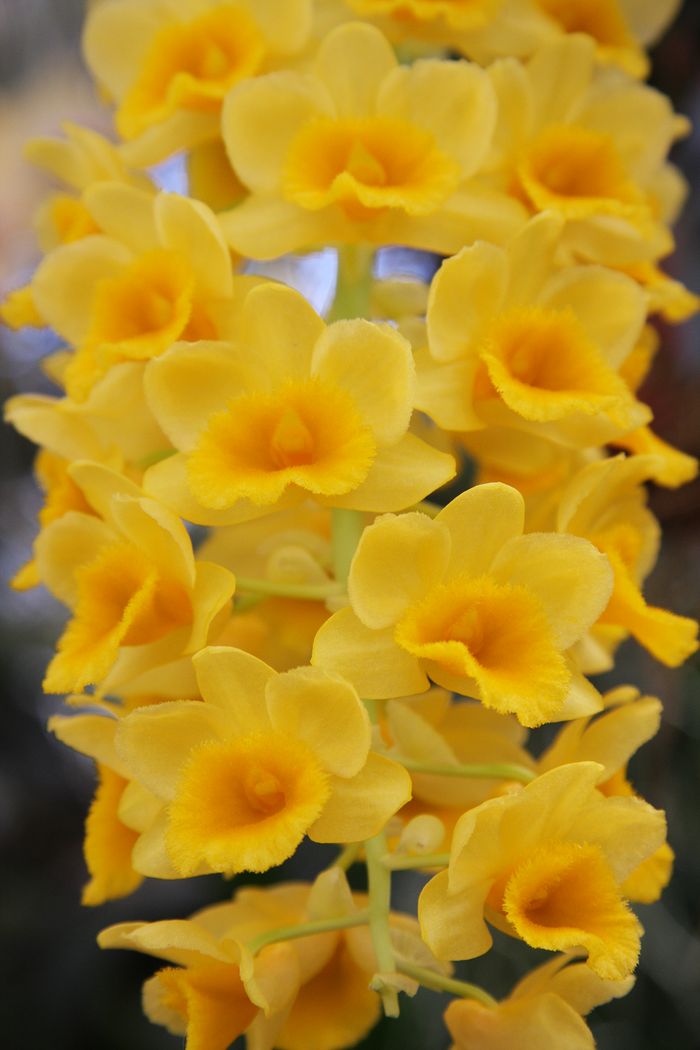 Dendrobium Dendrobium