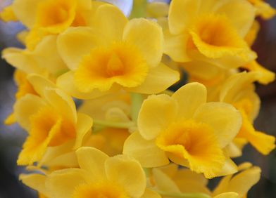 Dendrobium