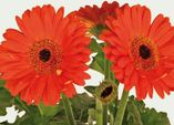 Luftreinigende Gerbera