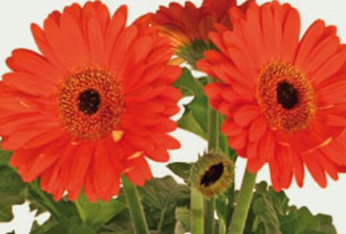 Luftreinigende Gerbera