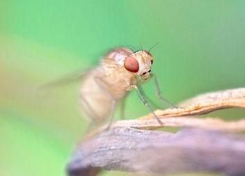 Kirschfruchtfliegen