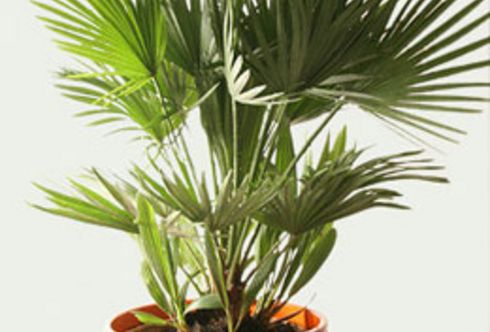 Chamaerops humilis 'Vulcano'