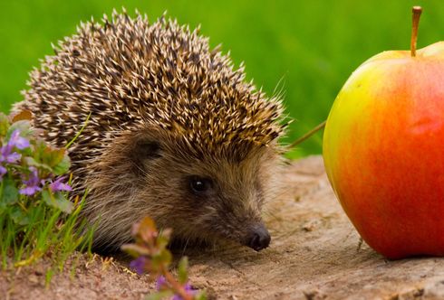Igel im Garten