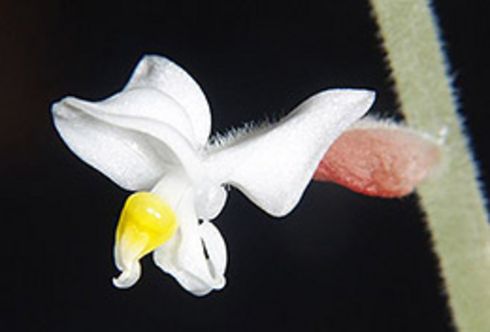 Australiens Pflanzen