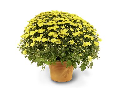 Strauchmargerite