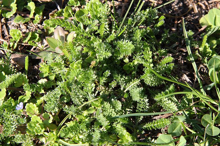 Wildkräuter: Schatten