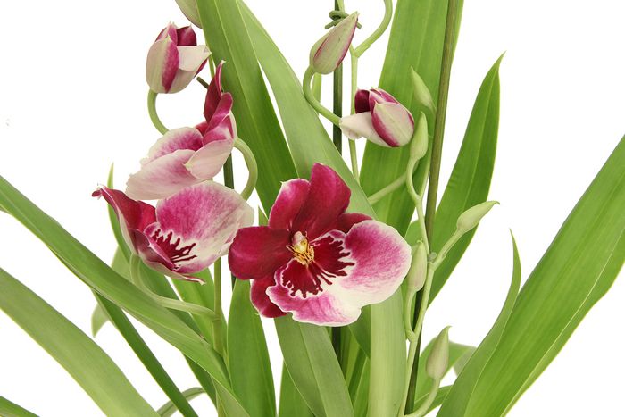 Miltonia Miltonia