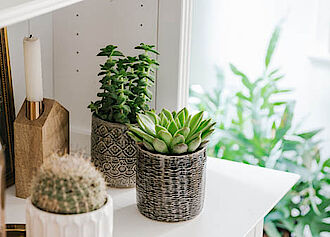modernes Ambiente mit Sukkulenten