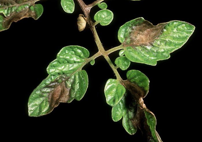 Kraut- und Braunfäule (Phytophtora) Kraut- und Braunfäule (Phytophtora)