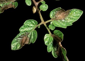 Kraut- und Braunfäule (Phytophtora)
