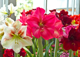 Amaryllis – Blütensterne im Winter