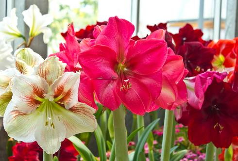 Amaryllis – Blütensterne im Winter