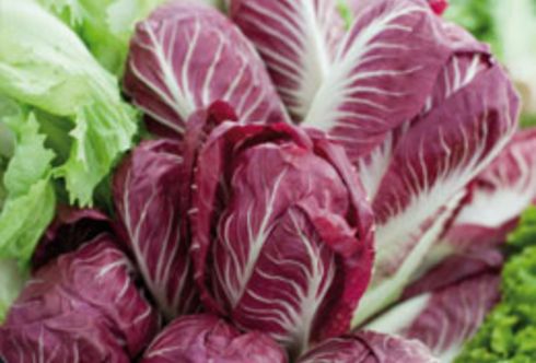 Salat für Herbst und Winter jetzt säen