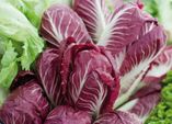 Salat für Herbst und Winter jetzt säen
