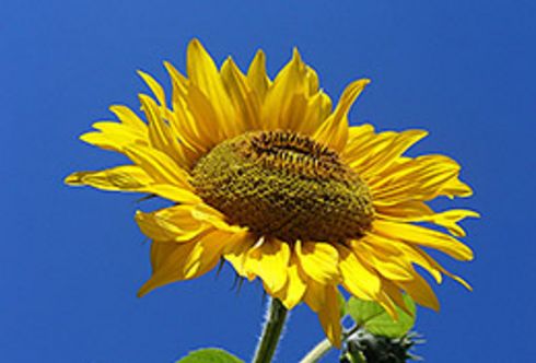 Sonnenblumen