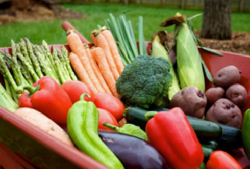 Erntezeit – im Gemüse- und Beerengarten!