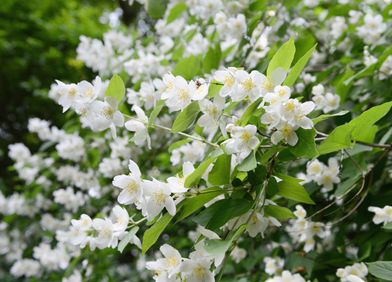 Bauernjasmin