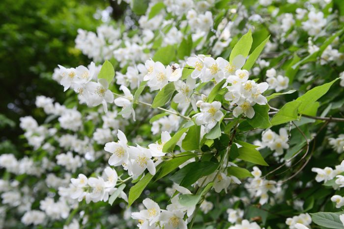 Bauernjasmin