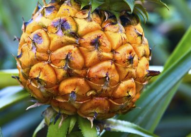 Zierananas