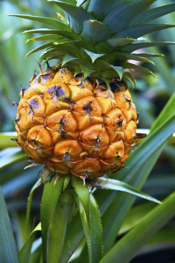 Zierananas