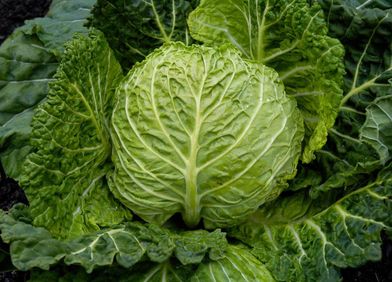 Kohl