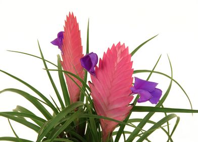 Tillandsien