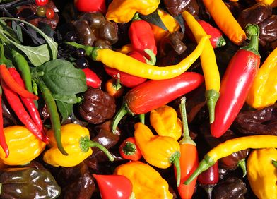 Chili