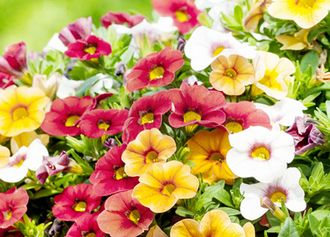 Zauberglöckchen (Calibrachoa)