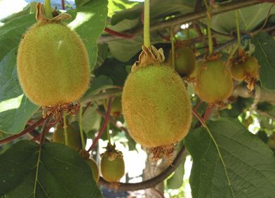 Kiwi
