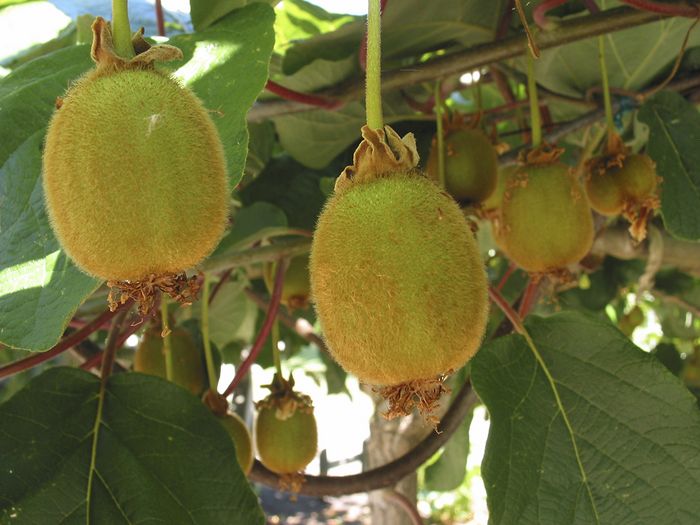Kiwi Kiwi