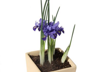 Iris