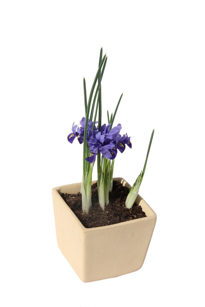 Iris Iris