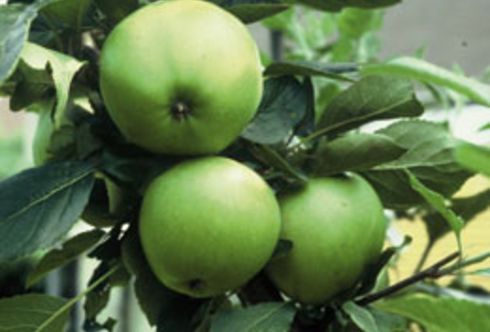 Der Sommerschnitt an Obstgehölzen