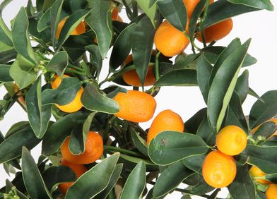 Kumquat / Zwergorangen